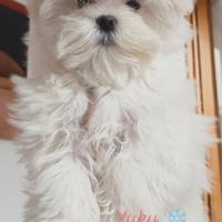 Cuccioli maschietti di razza maltese