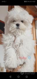 Cuccioli maschietti di razza maltese