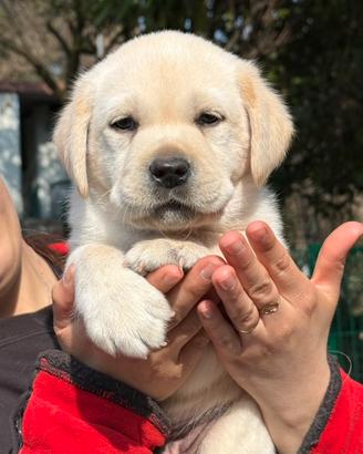 Labrador retriever