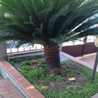 Pianta Cycas