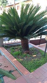 Pianta Cycas
