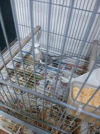 Animali papagalli sia calopsite e coccorita