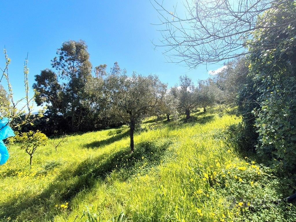 Terreno con pozzo, ulivi e piante da frutto - Vista 2