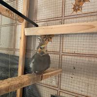 Maschio faccia gialla