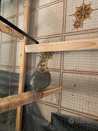 Maschio faccia gialla