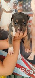 Pitbull