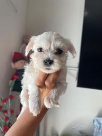 Maltese