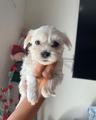 Maltese