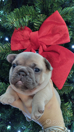 Cuccioli bulldog francese