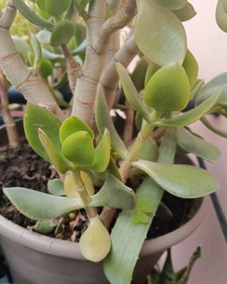 talea di albero di giada 