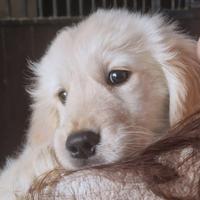 Golden retriever cuccioli pedigree Enci