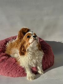 Cavalier King - M & F