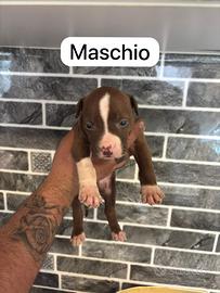 Pitbull