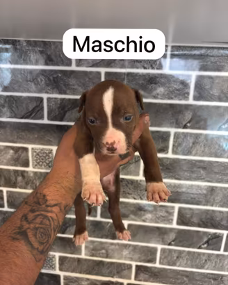 Pitbull