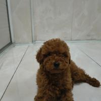 Barboncino toy red 2M 2F anche a rate a distanza