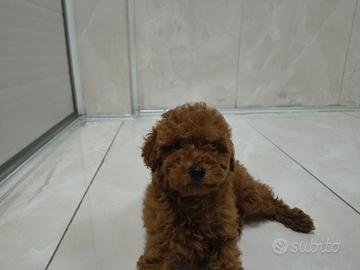 Barboncino toy red 2M 2F anche a rate a distanza