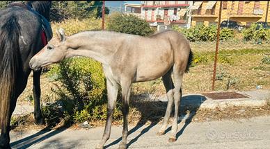 Puledra andalusa