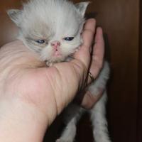 Gatto persiano seal point maschio 1