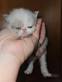 Gatto persiano seal point maschio 1