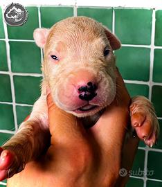 Cuccioli dogo argentino