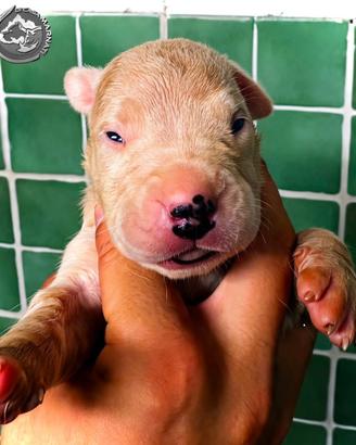 Cuccioli dogo argentino