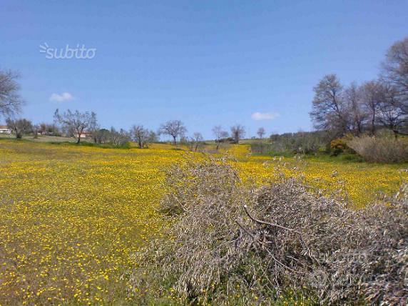 Terreno con ulivi - Altro