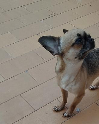 Czer chihuahua mini Toy