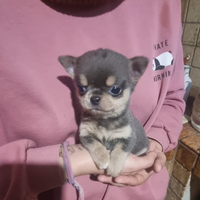 Chihuahua mini Toy cucciolo