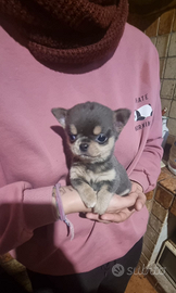 Chihuahua mini Toy cucciolo