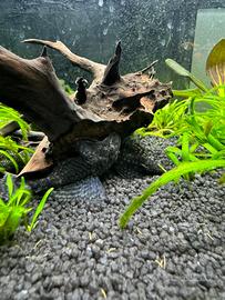 Ancistrus