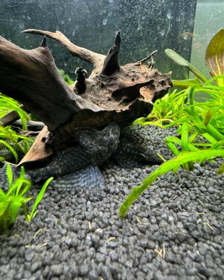 Ancistrus