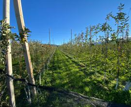 Vendita terreni agricoli Sanzeno