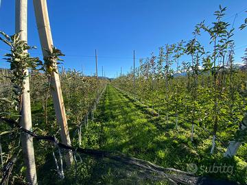 Vendita terreni agricoli Sanzeno