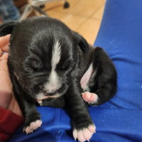 Cucciolata di staffordshire bull terrier