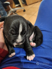 Cucciolata di staffordshire bull terrier