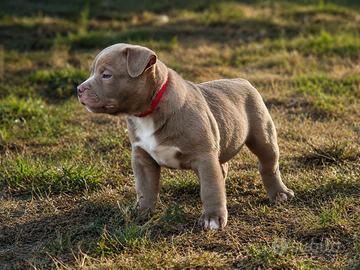 American bully