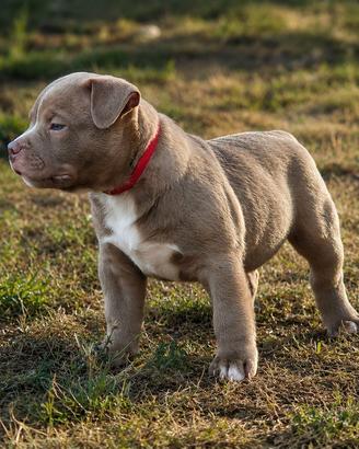 American bully