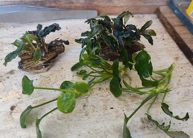 Per Acquario Piantine di Anubias e Bucephalandra