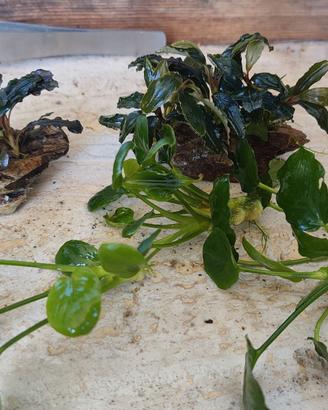 Per Acquario Piantine di Anubias e Bucephalandra