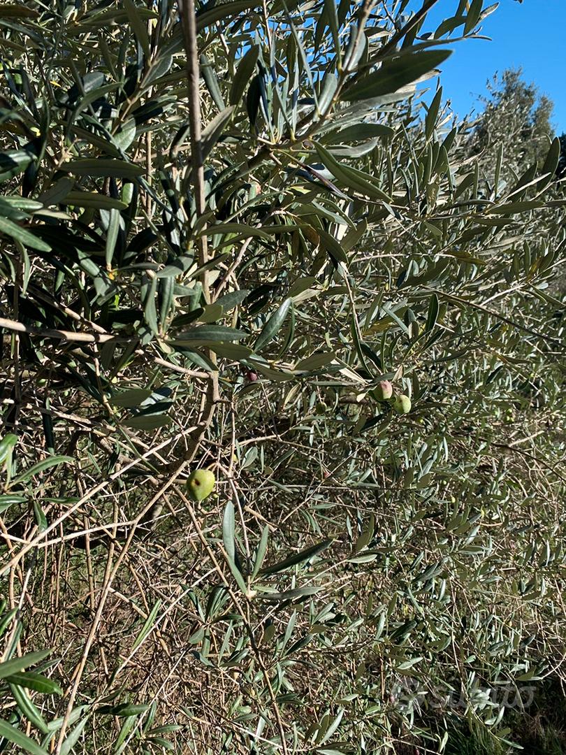 Terreno con piante di olivo e piante da frutta - Vista 4