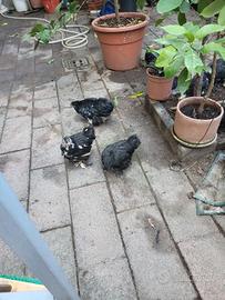 Galline