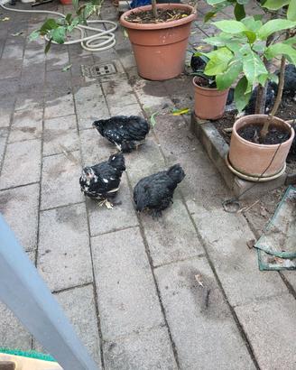 Galline