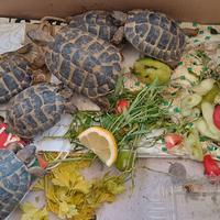 accessori animali 
