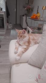 Cuccioli Maine Coon