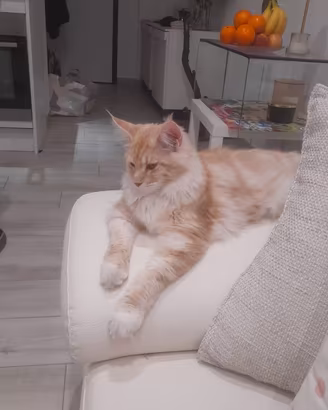 Cuccioli Maine Coon