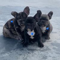 Bulldog francesi