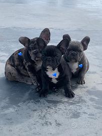 Bulldog francesi