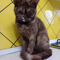 Zoe Scottish Straight