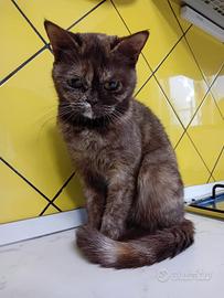 Zoe Scottish Straight