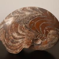 AMMONITE FOSSILE